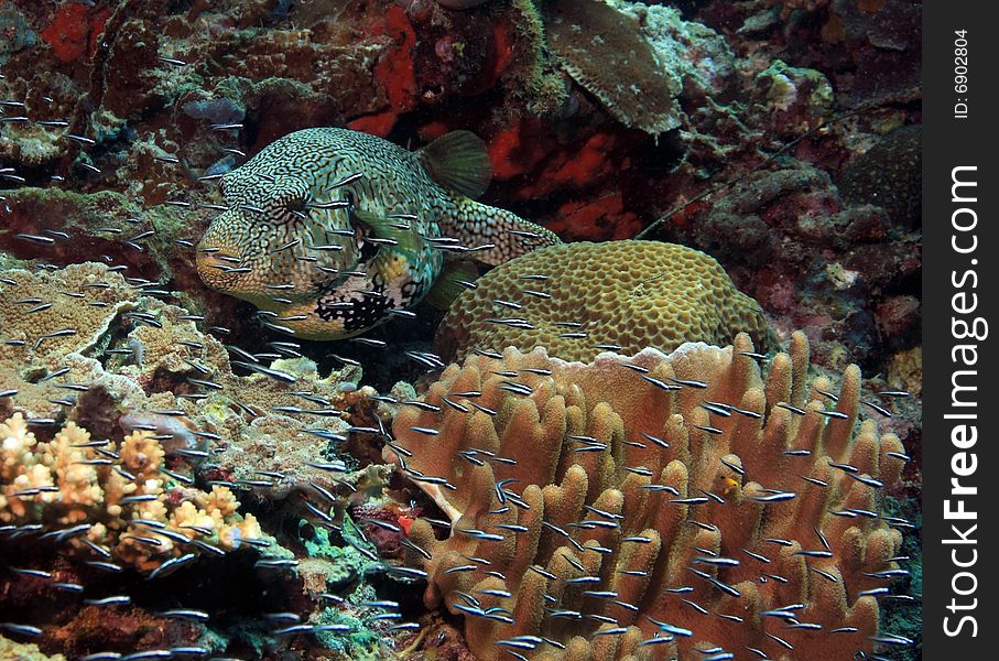 Large puffer fish on Indonesian Coral Reef