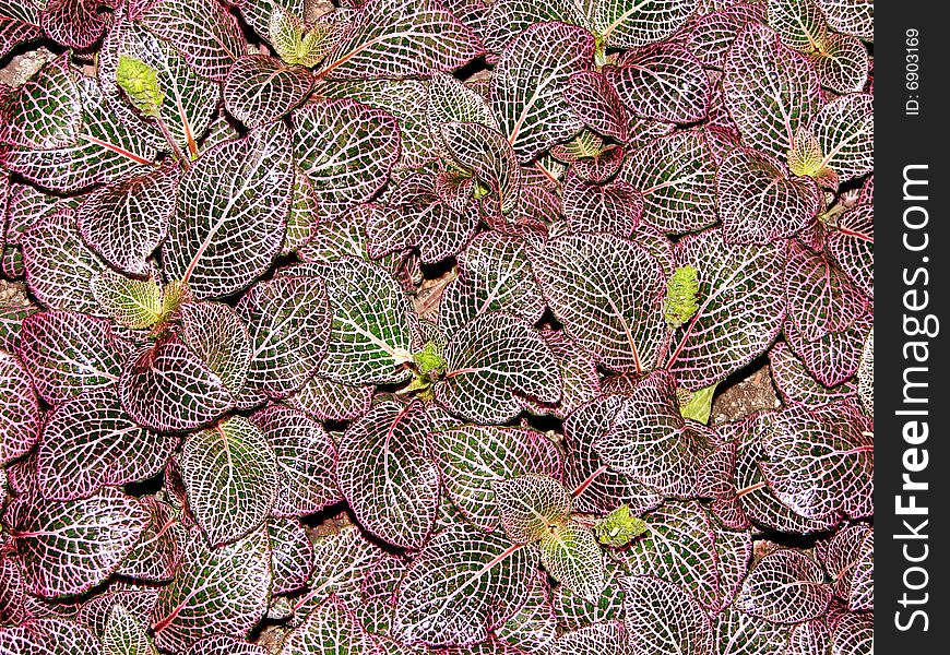 Close up photo of a plant with purple leaves and veins.  Great for scrapbooking, or as a background and has room for copy. Close up photo of a plant with purple leaves and veins.  Great for scrapbooking, or as a background and has room for copy.