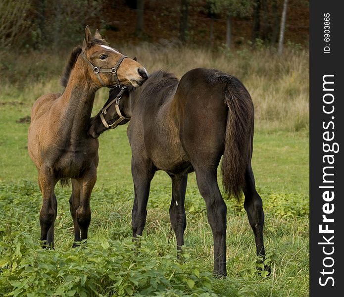 Two Foals On The Field