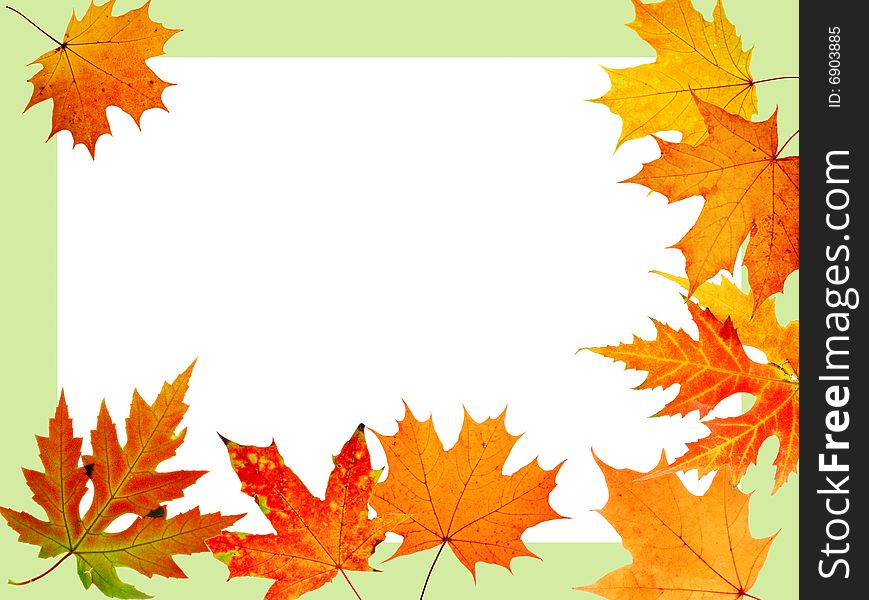 Autumn maple-leaf, scope for a postal on a white background
