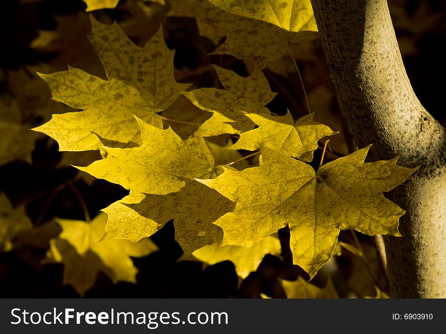 Multi-coloured autumn leaves on trees