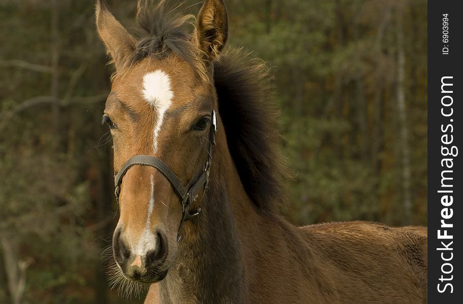 Nice young foal in the forest late autumn