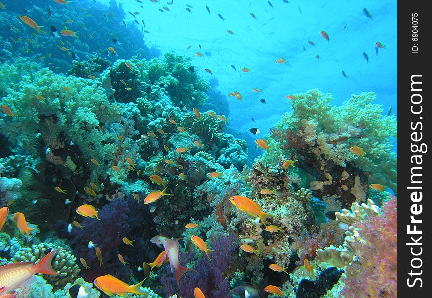 Coral scene in the red sea