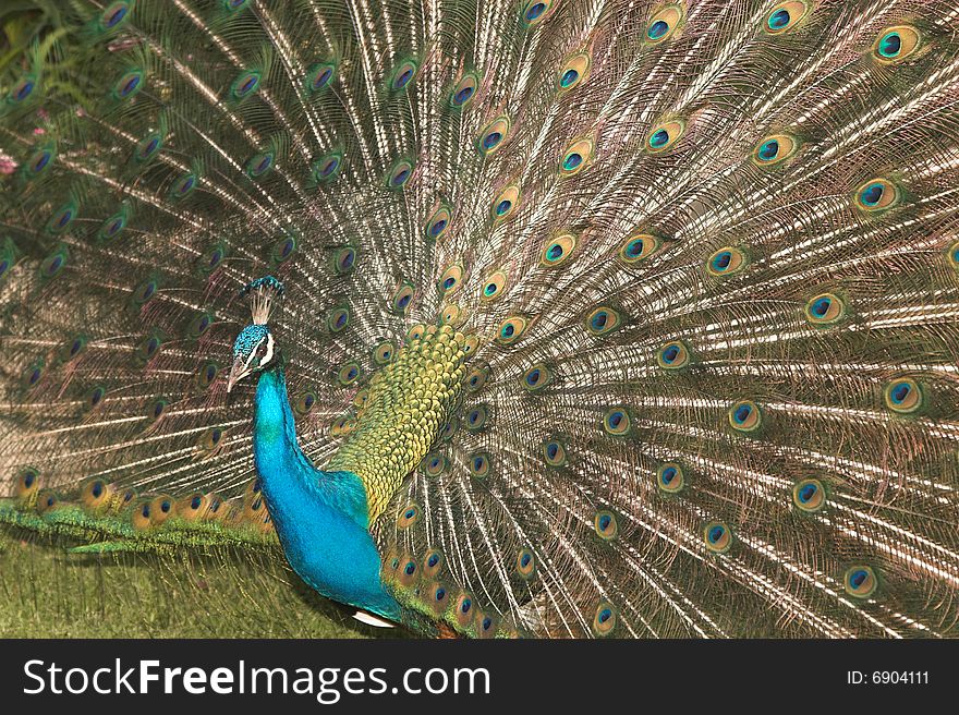 Peacock with wide spread feathers in beautiful colors