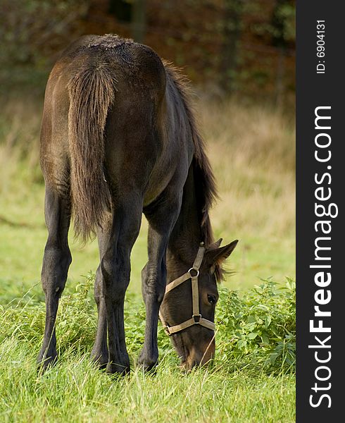 Nice foal eating grass on the field