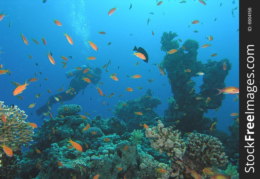 Coral scene in the red sea