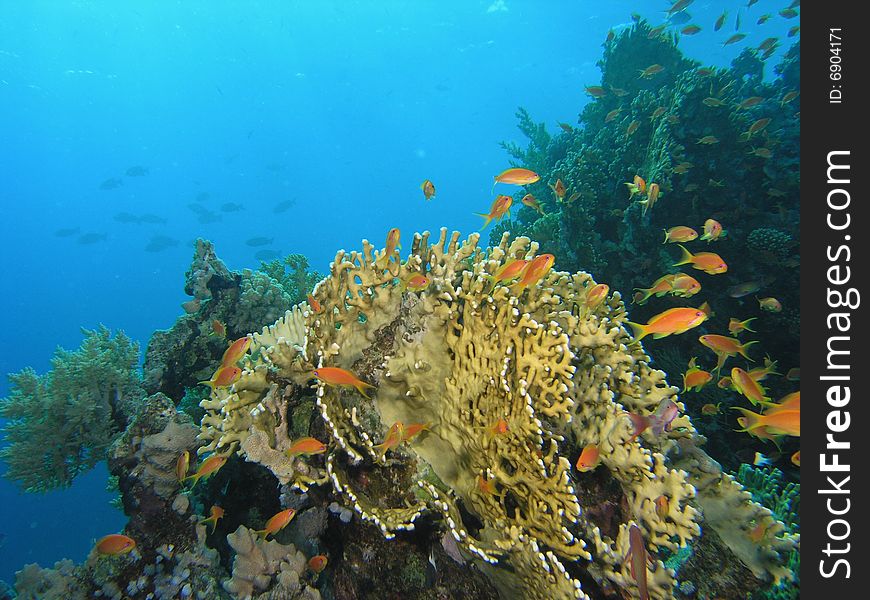 Coral scene in the red sea
