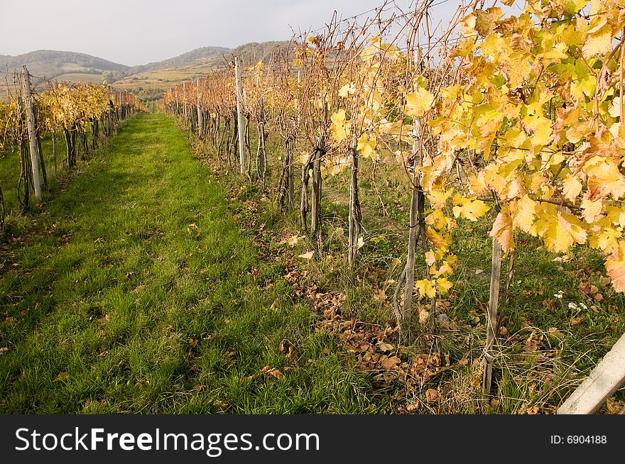 Vineyard and rows in Low Carpathian region, Slovakia