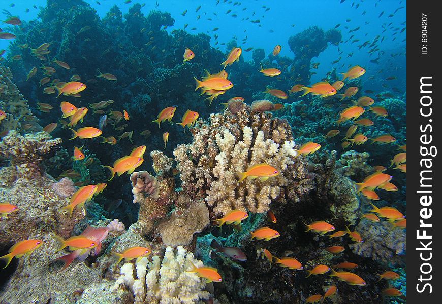 Coral scene in the red sea