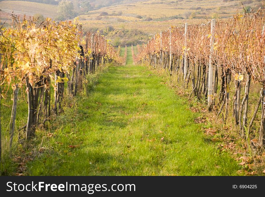 Vineyard and rows in Low Carpathian region, Slovakia