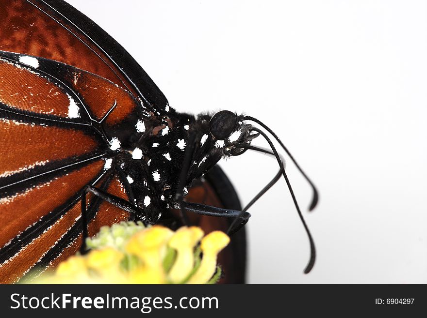 Monarch Butterfly Danaus Plexippus feeding in garden on flower