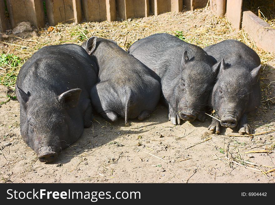 Small black pig with piglets.