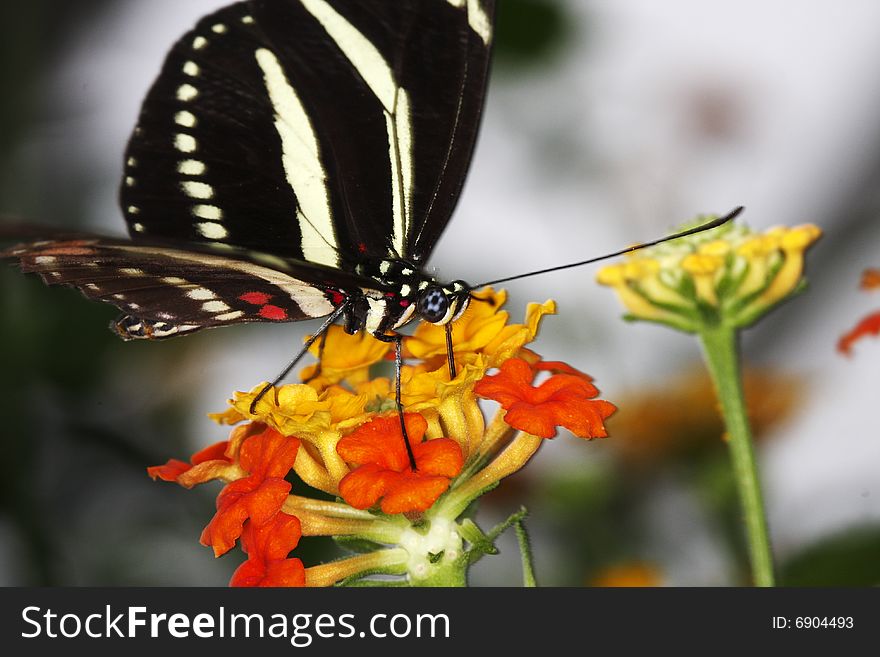 Zebra longwing (Heliconius charitonius) feeding on flowers in the garden