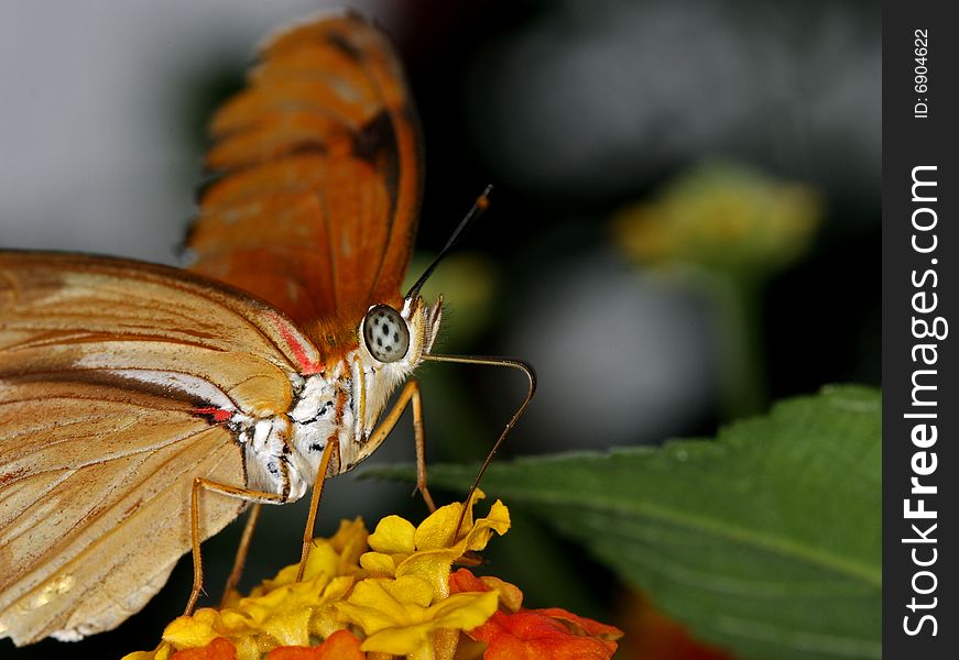 Julia (Dryas Julia) feeding on flowers in the garden