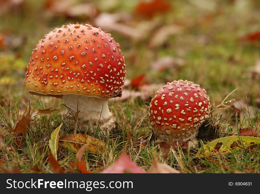 Autumn scene: two toadstools in the grass