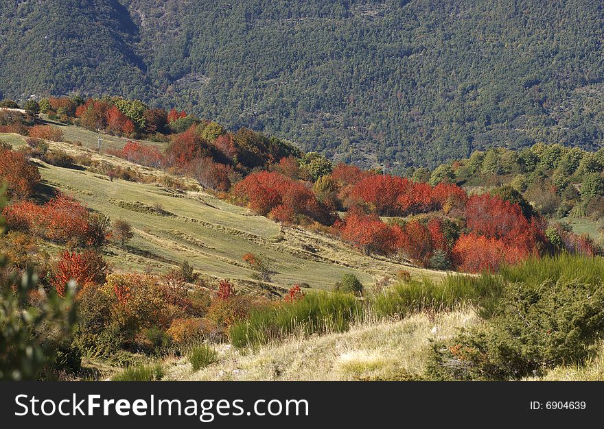 Red splash of colour contrast with the other landscape in the appennino fall. Red splash of colour contrast with the other landscape in the appennino fall.