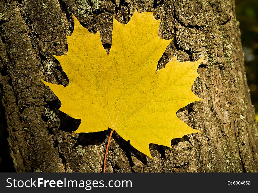 Multi-coloured autumn leaves on trees