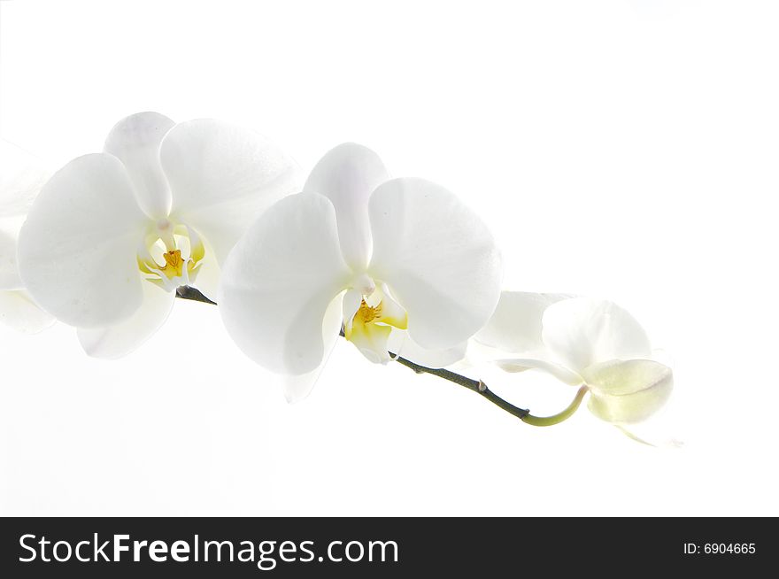 Elegant white orchid on white background