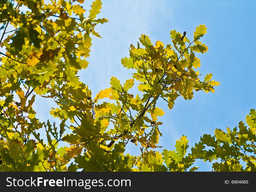 Multi-coloured autumn leaves on trees