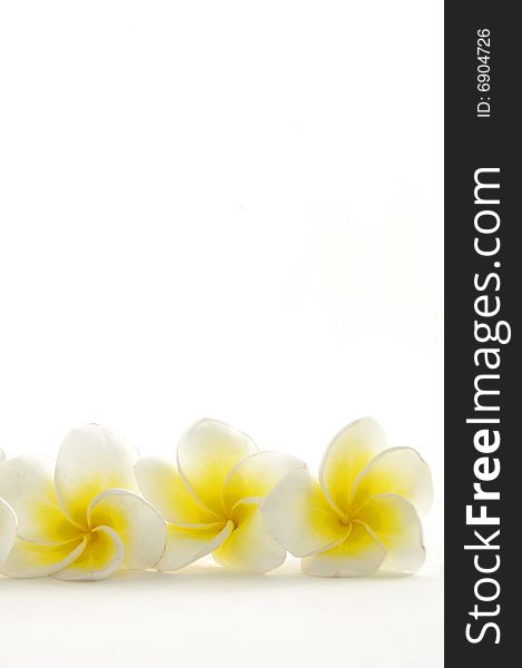 Frangipani flower isolated on white