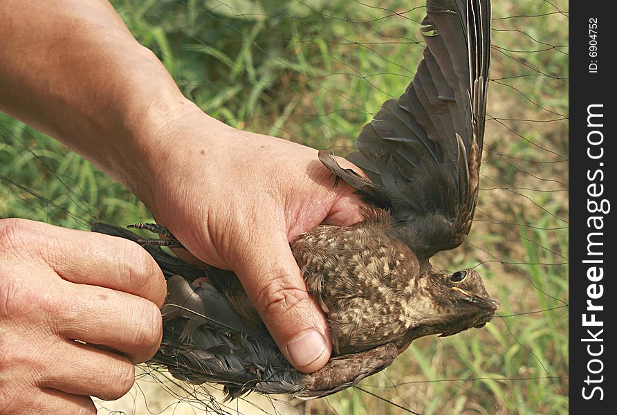 This bird was catch by farmer under the grape trellis; it didn’t get free itself from net. A great both hands helped it to out. . This bird was catch by farmer under the grape trellis; it didn’t get free itself from net. A great both hands helped it to out.