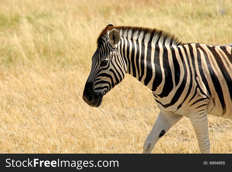 Zibra walking through the grasslands