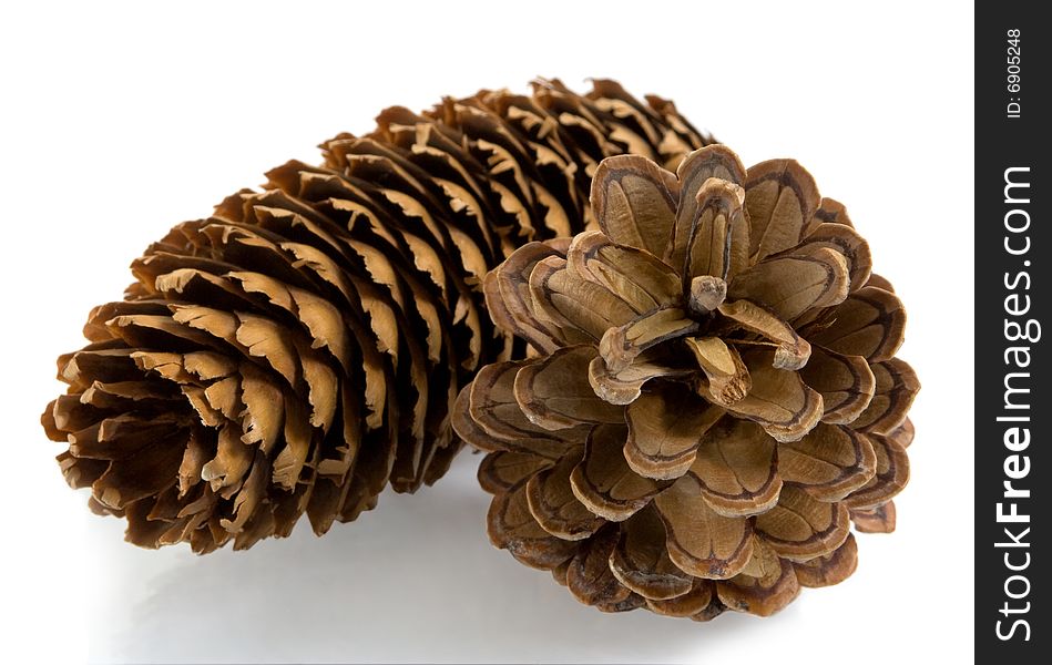 Fir And Pine  Cone