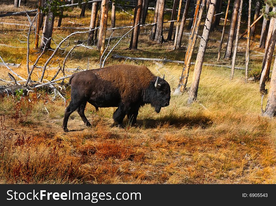 Bison In Yellowstone National Park