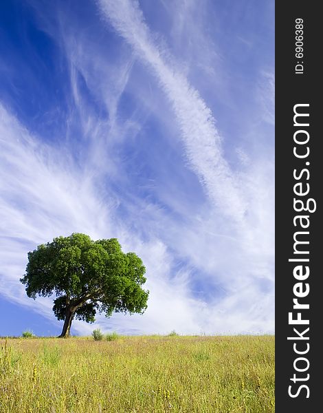 Landscape of tree in a green field and the blue sky. Landscape of tree in a green field and the blue sky