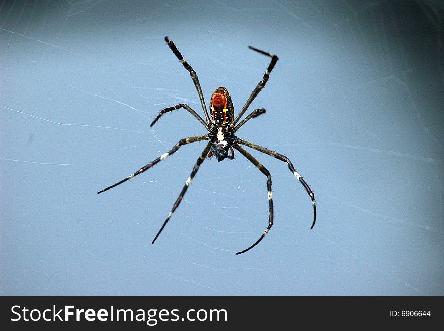 Spider in Litchfield NP, NT australia. Spider in Litchfield NP, NT australia