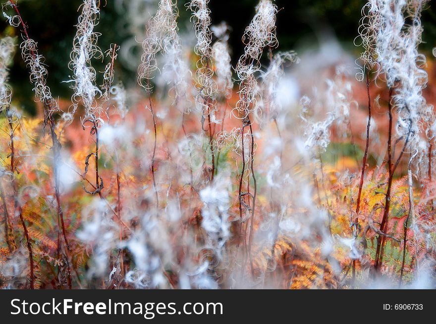 Rosebay Willowherb (Chamerion angustifolium) pictured going to seed in Autumn.  Abstract floral photograph with pastel hues.  Soft shallow focus used to give a painterly effect.