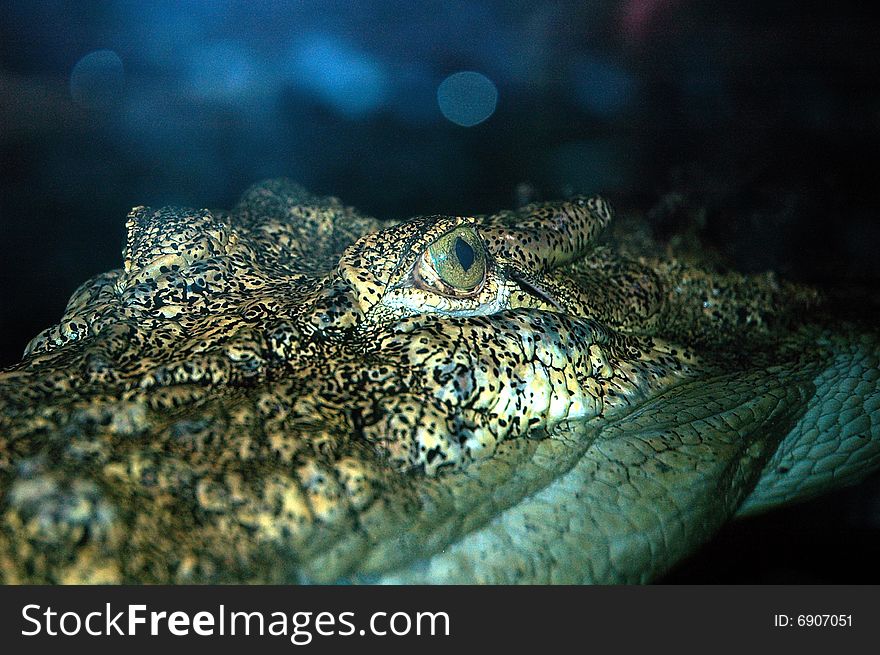 Saltwater crocodile in NT wildlife park, Australia. Saltwater crocodile in NT wildlife park, Australia