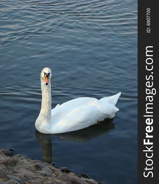 White Swan shipun Cygnus olor. White Swan shipun Cygnus olor