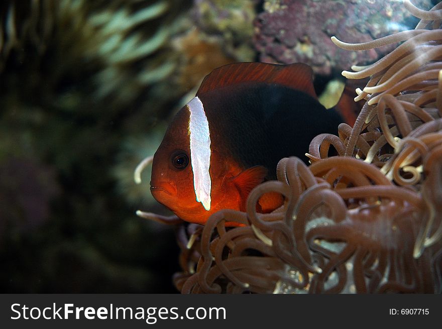 Red ans white fish in a reef. Red ans white fish in a reef