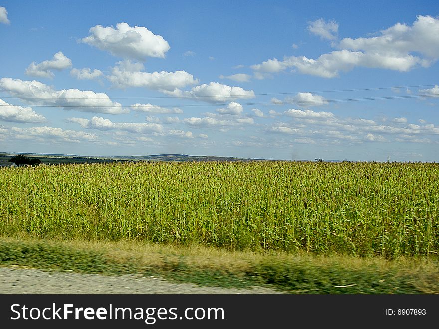 Cornfield under fleecy clouds and hills on horizon. Cornfield under fleecy clouds and hills on horizon