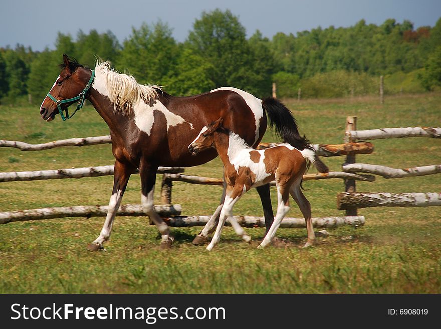 Two running horses on the meadow