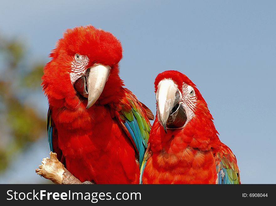 Two red macaws looking into camera. Two red macaws looking into camera