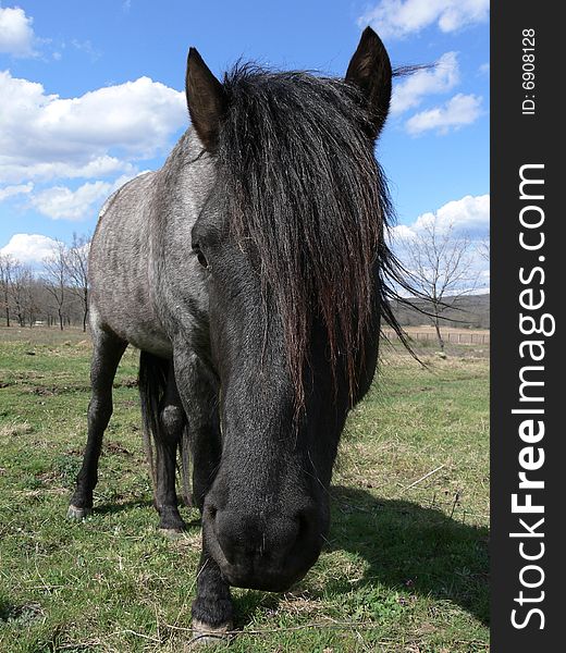 Portrait of one black horse with big head