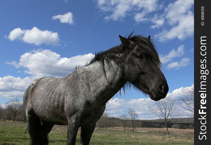 Portrait of one black horse