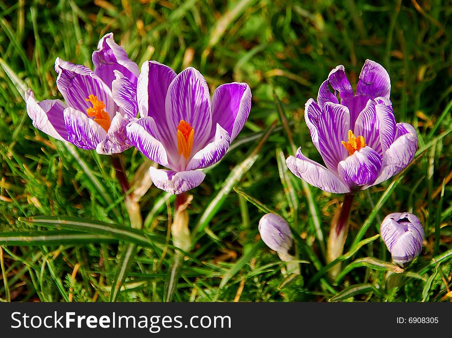 Two fresh crocuses in a green grass