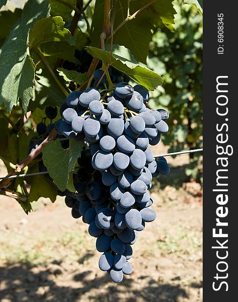 A blue bunch of grape is illuminated by the sun. A blue bunch of grape is illuminated by the sun