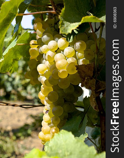 A white bunch of grape is illuminated by the sun. A white bunch of grape is illuminated by the sun