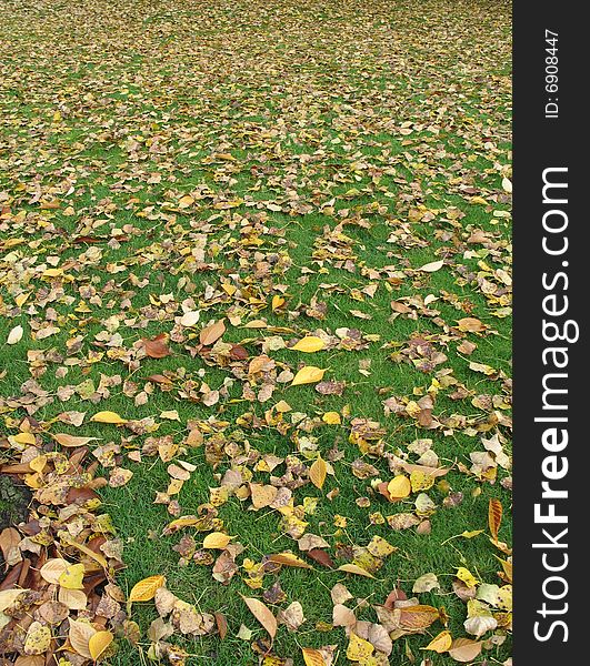 Fall orange leaves on the green grass