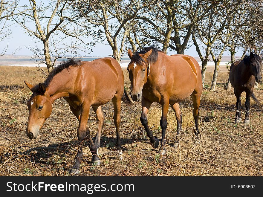 The group of horses are grazing among the trees. The group of horses are grazing among the trees