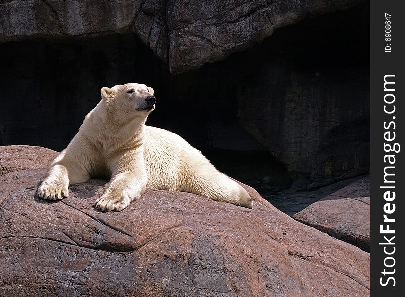 A sitting polar bear on top of a rock behind a dark background. A sitting polar bear on top of a rock behind a dark background