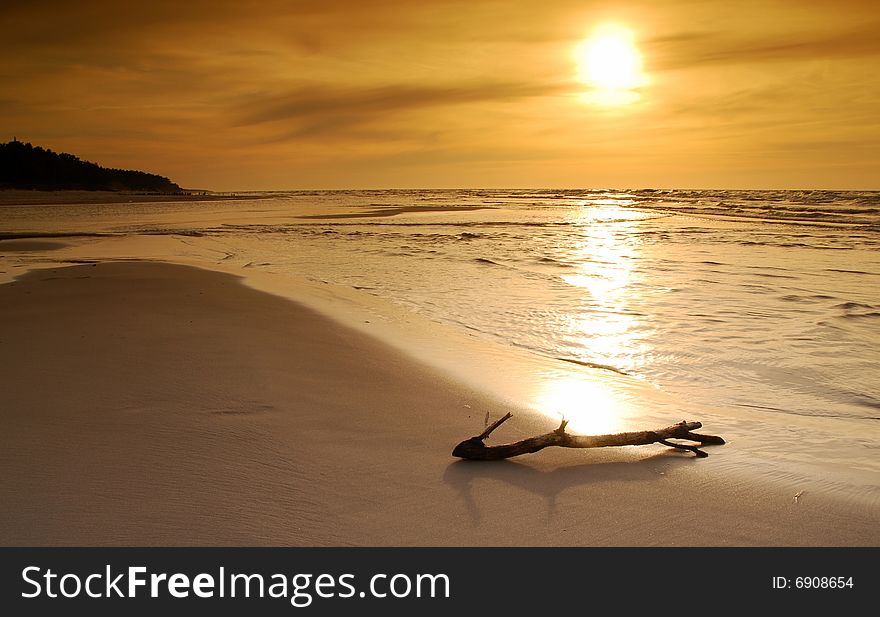 Lonely branch droped out from the sea on a beach