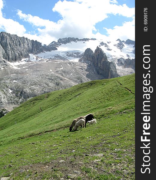 A pack of sheeps grazing in the mountains. A pack of sheeps grazing in the mountains