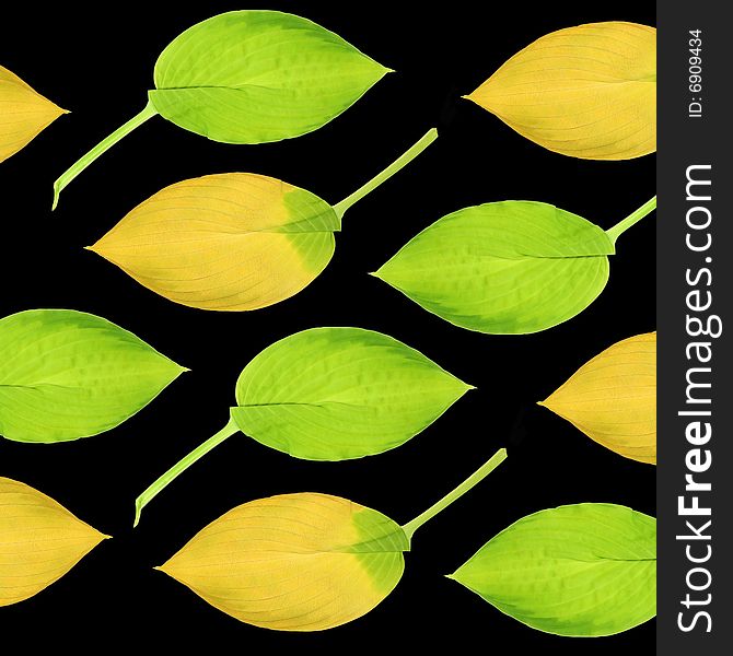 Hosta leaf abstract design in summer and autumn colors in a horizontal formation, over black background. Hosta leaf abstract design in summer and autumn colors in a horizontal formation, over black background.