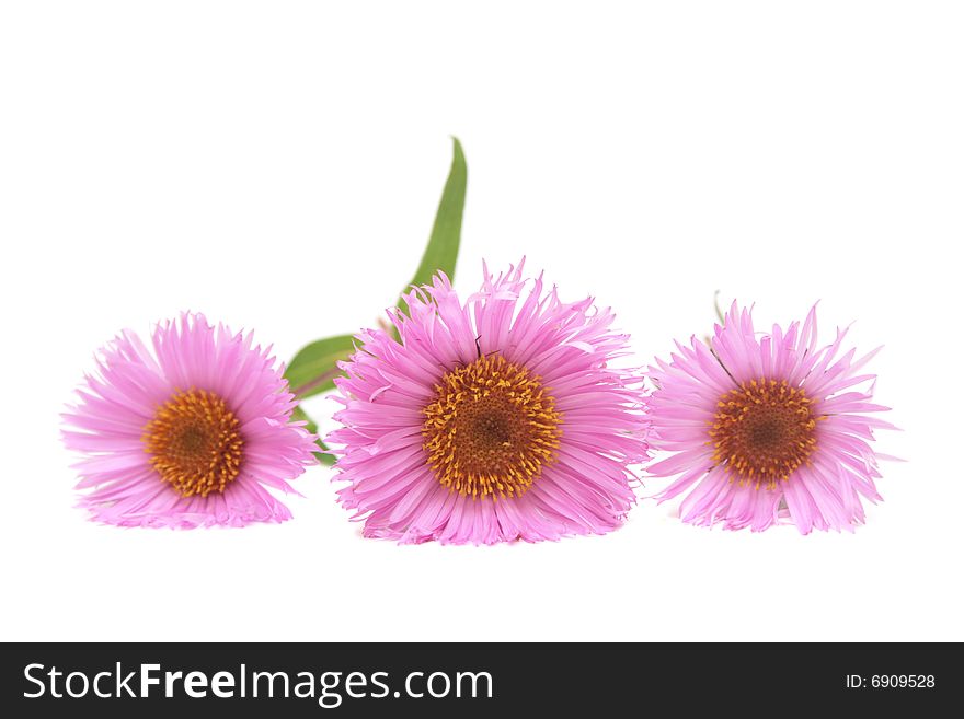 Three daisies isolated on white. Three daisies isolated on white.