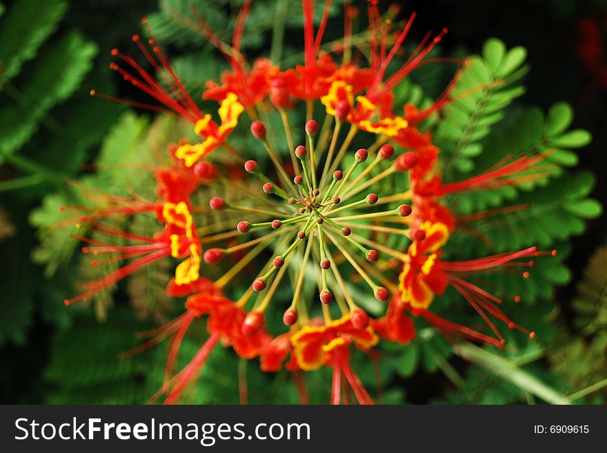 Pic for a red circler flower. Pic for a red circler flower